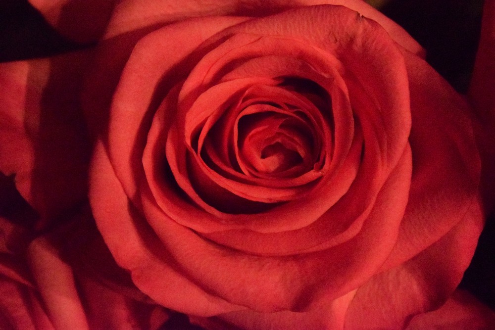 Close up rose red background
